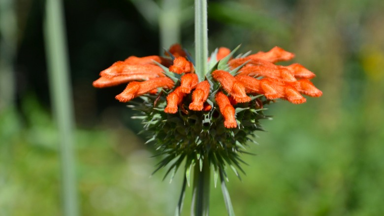 orange lion's ear flower
