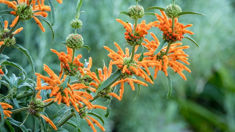 flowering lion's ear plant 