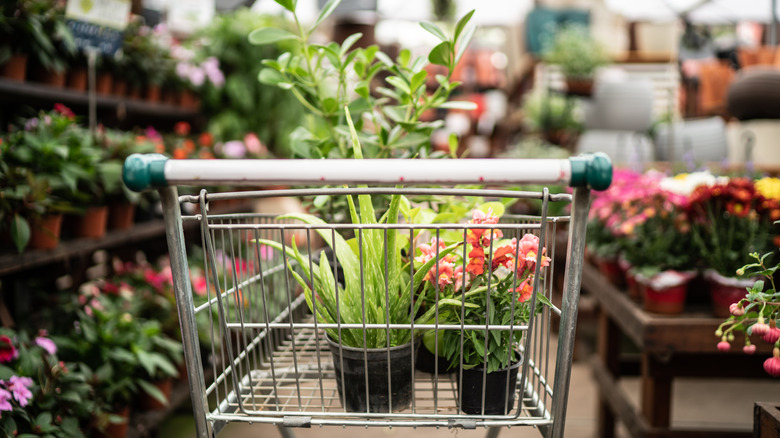 plants at a garden center