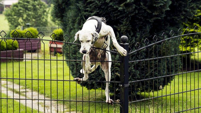 An energetic dog climbing a fence