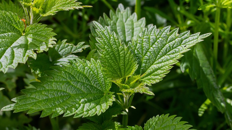 Closeup of green stinging nettle leaves