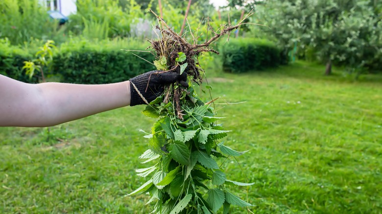 Gloved hand holding stinging nettle plant by the roots