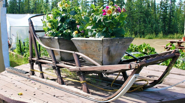 potted plants on wood sled 