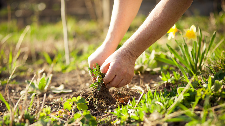 hands pulling weeds from ground