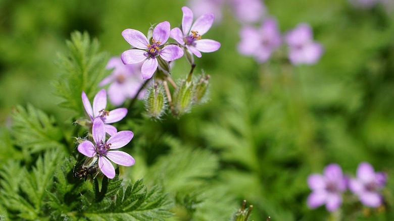 flowering stork's bill