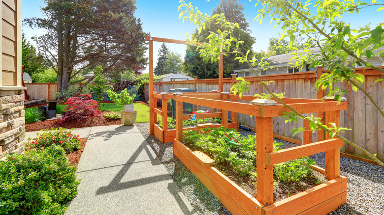 Raised vegetable beds in a sunny side yard with concrete path on one side and gravel on the other