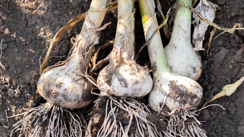 garlic roots