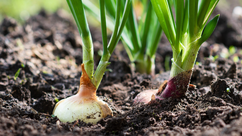 onions in soil