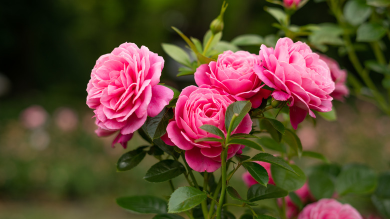 rink rose bush