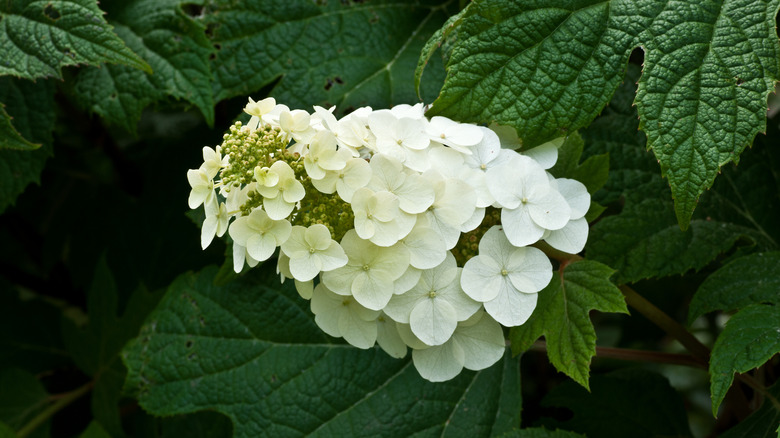 oakleaf hydrangea bloom