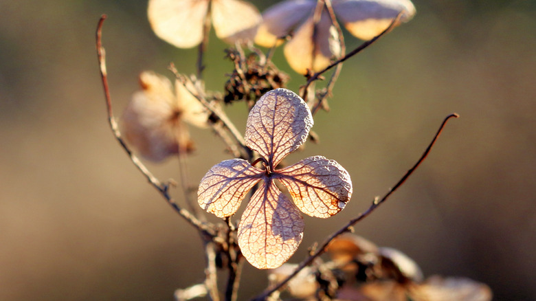 Close up of oakleaf hydrangea flower