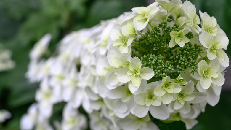 Up close of oakleaf hydrangea bloom