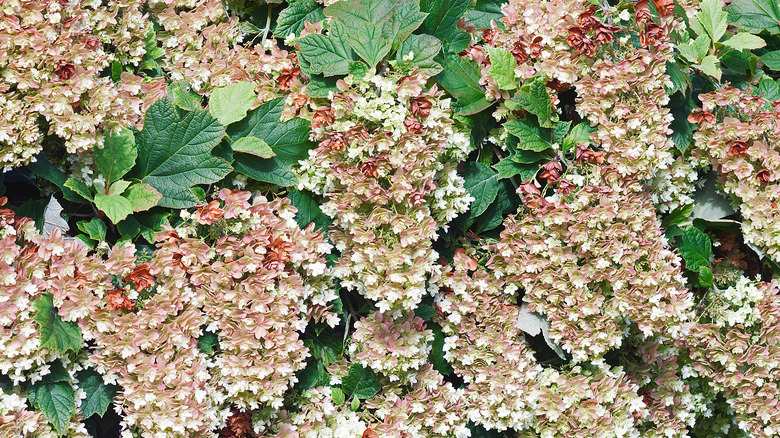 snowflake variety of oakleaf hydrangea