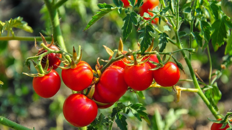 Red tomatoes in the sun