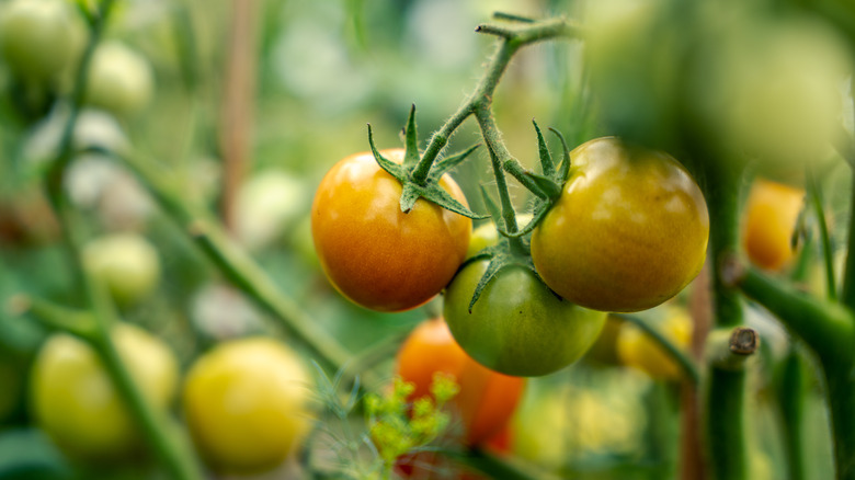 Yellow and green tomatoes