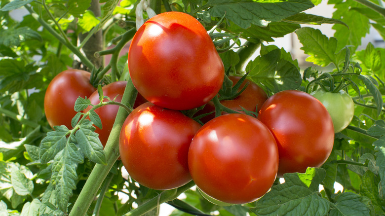 Large red tomatoes on vine