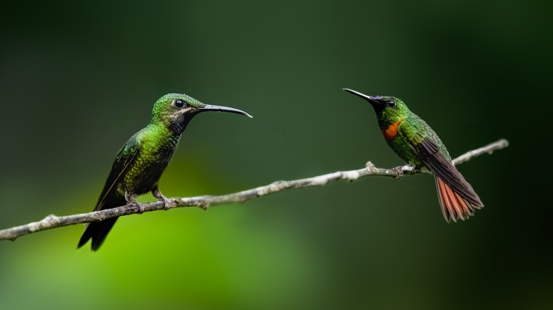 Two hummingbirds on a stick