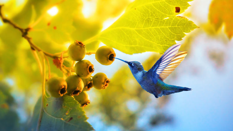 Hummingbird hovering near fruit