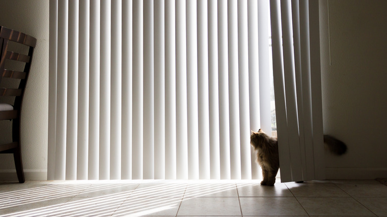 A cat standing in vertical blinds 