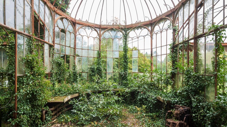 Greenhouse