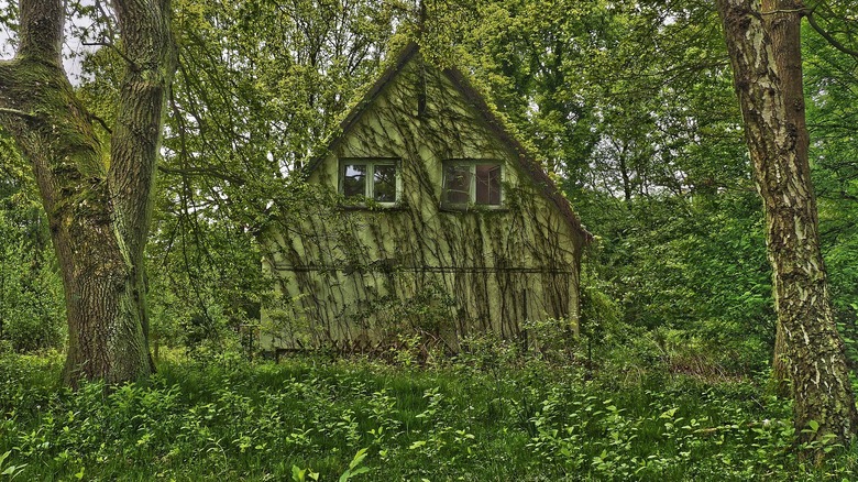 Forest cottage