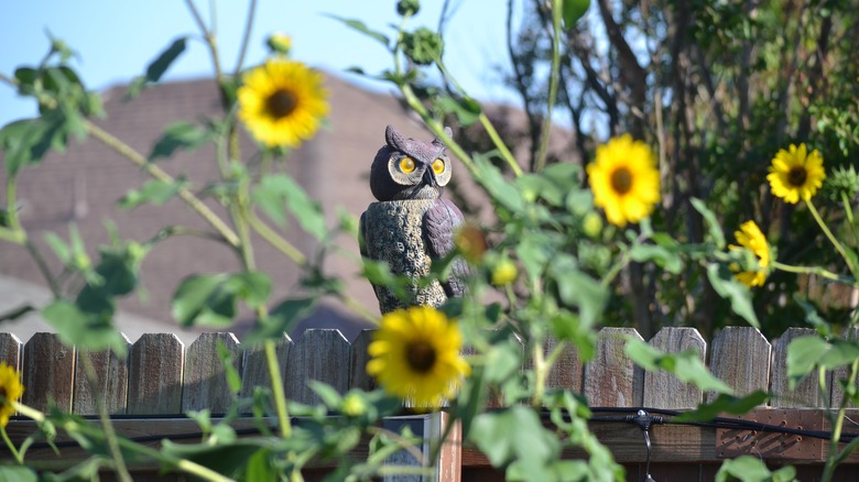 Decoy owl on fence post