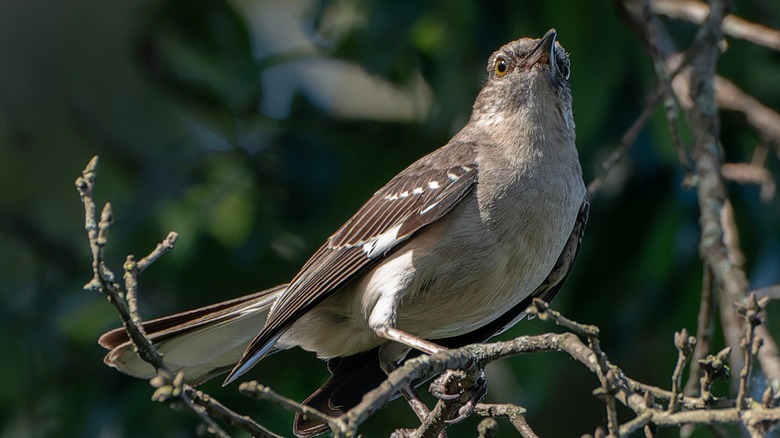 Northern mockingbird perched in tree