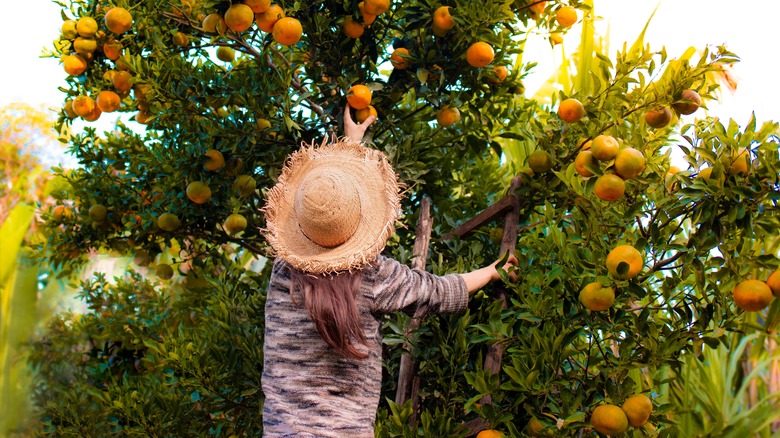 Woman picking oranges