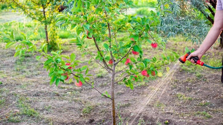 watering apple tree