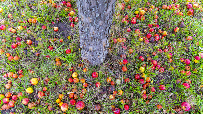 apples on ground around tree