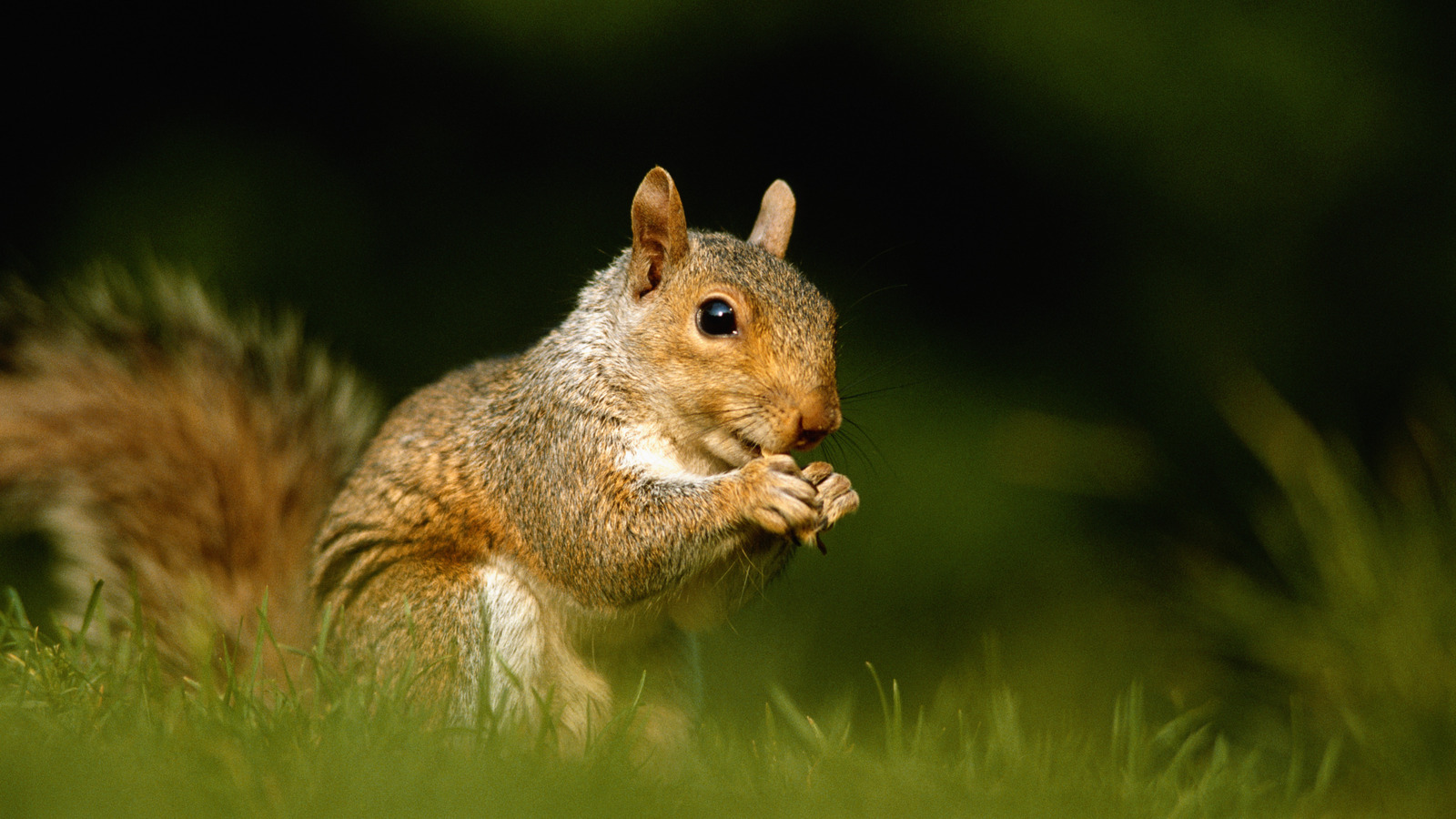 One Herb Can Help You Keep Squirrels From Making A Home In Your Yard