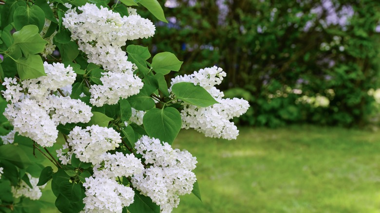 Lilac flowers