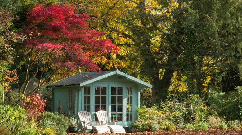 a japanese maple behind a blue house