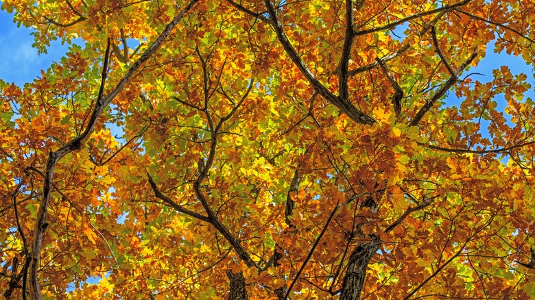 oak tree during the fall