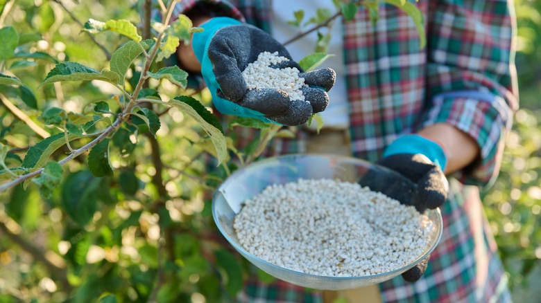 hand holding fertilizer for trees