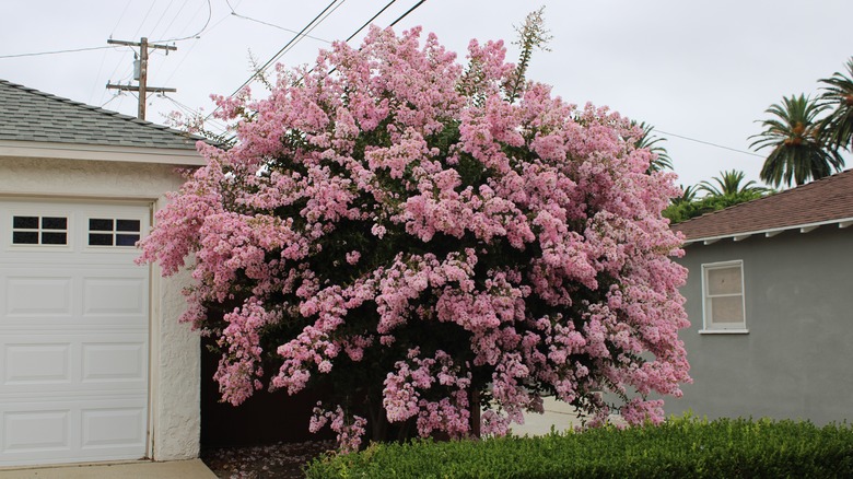 crepe myrtle in full bloom