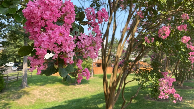 crepe myrtle growing in lawn