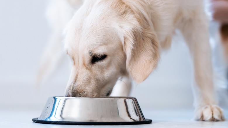 Dog eating food from dish