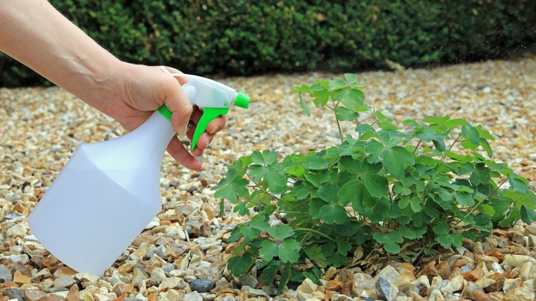 spraying weeds with vinegar herbicide