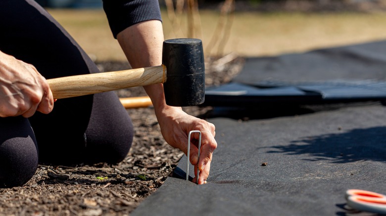 Person stapling landscape fabric