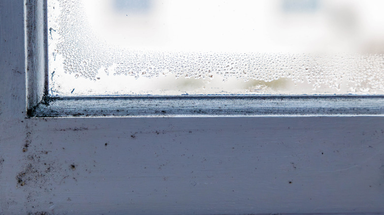 A window with condensation and mold