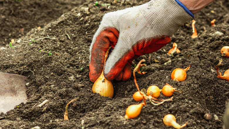 Gloved hand planting onion sets