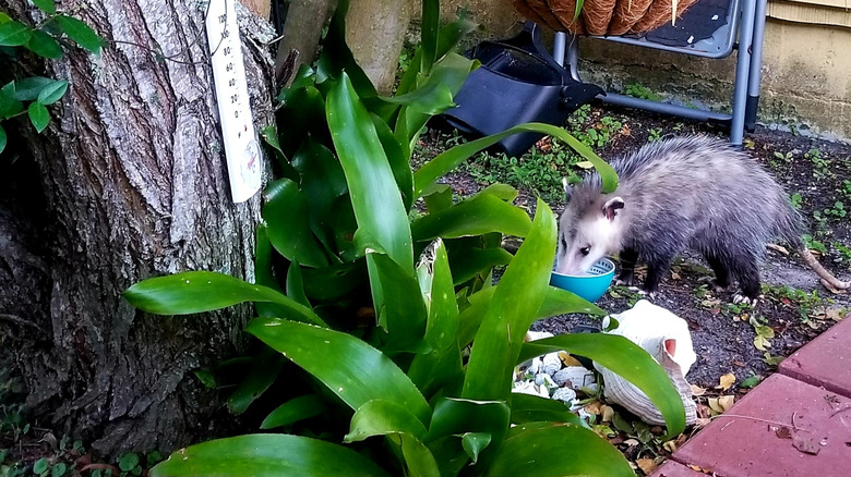 opposum eating from pet bowl