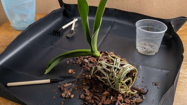 Repotting orchid plant