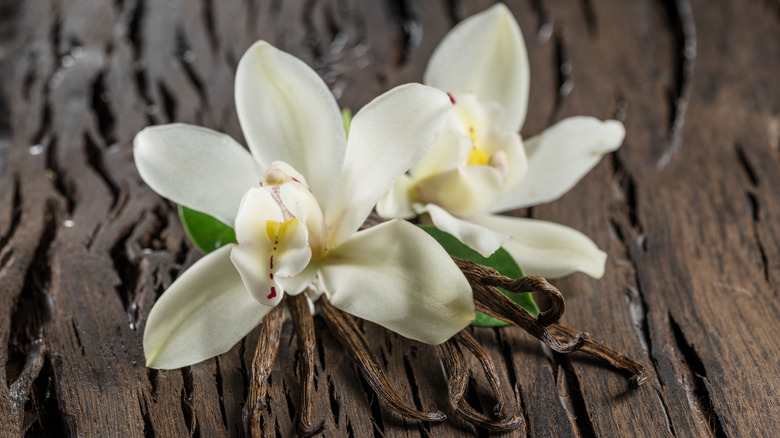 Vanilla orchids