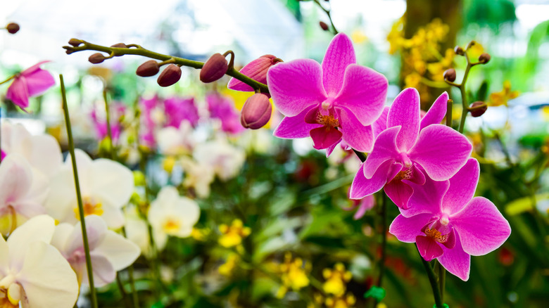 Pink orchids in a garden