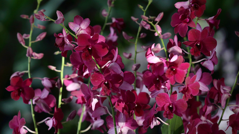 Burgundy orchids