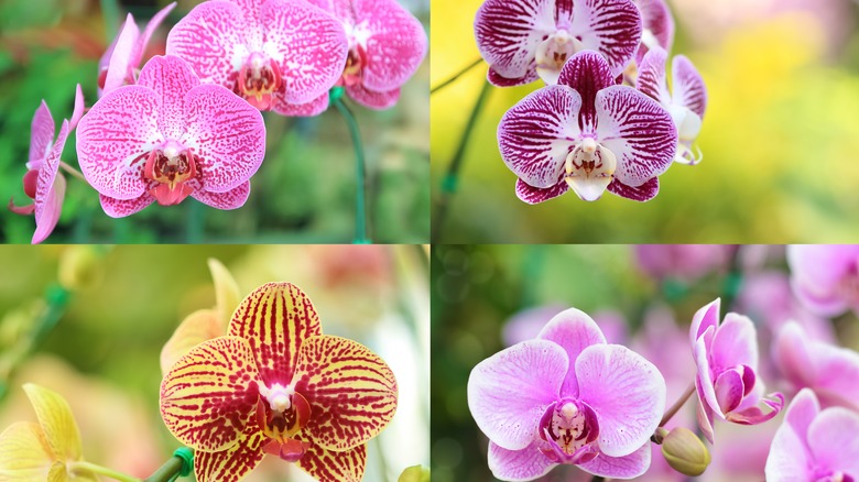 Four orchid varieties