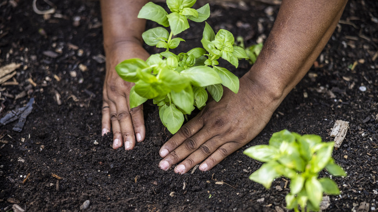 growing vegetable garden