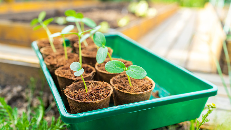 sprouted plants